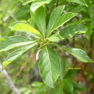 Antirhea borbonica Bois d'osto Rubiaceae  Endémique La Réunion ,Maurice 1432.jpeg